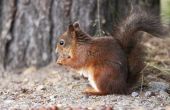 Home Remedies voor het wegwerken van eekhoorns
