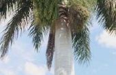 Snoeien Royal palmbomen