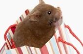 Hoe u kunt krijgen spullen uit uw Hamster de Pouch