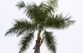 Moet ik mijn Palm Plant bezuinigen?