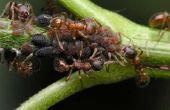 De remedie van het huis te houden mieren uit het huis