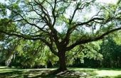 Maple Tree Vs. Oak Tree