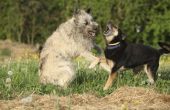 Hoe u kunt helpen twee honden opschieten wanneer men Is agressief