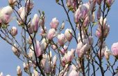 Magnolia boom rassen aanbevolen voor westerse Washington