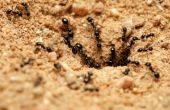 Insecten die leven van Underground