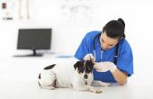 Tick behandeling voor honden