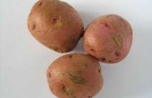 How to Plant rode aardappelen