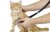 Het bepalen van de gastro-intestinale problemen bij een kat