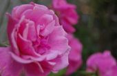De kwaliteiten & kenmerken van de roos-bloem