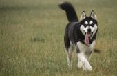 Lijst van honden die er als een Siberische Husky uitzien