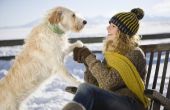 Hoe sneeuw om schade te voorkomen aan de poten van de hond
