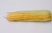 De geschiedenis van hybride zaad maïs