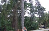 Hoe maak je boom palmbladeren
