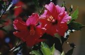 How to Make kleurstof uit Hibiscus