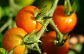 Roest ziekte op tomatenplanten