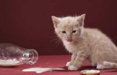 Wanneer pasgeboren Kittens beginnen drinken melk?
