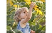 How to Plant zonnebloempitten met kinderen