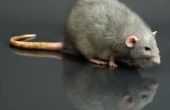 Hoe lang woon ratten als huisdier?