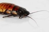 Ant & Roach Killer voorzorgsmaatregelen