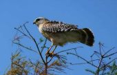 Soorten Hawks in Oost-Texas