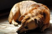 Bijwerkingen van Glucosamine voor een hond