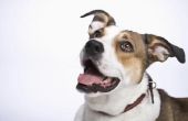 Home Remedies voor Styes op honden oogleden