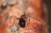 Hoe te doden termieten & timmerman mieren