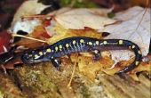 Welke soorten Habitats woon Salamanders In?