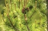 Kenmerken van bestuiving in Pine bomen