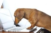 Hoe een hond Online kopen