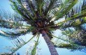 Hoe snel doet een kokosnoot palmboom groeien?