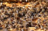 Verschil tussen gefilterde & ongefilterde bijenwas