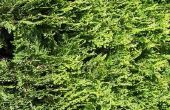 Hoe Plant een groen hek met Arborvitae