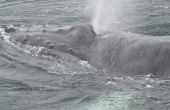 Hoe walvissen kijken in Myrtle Beach (South Carolina)