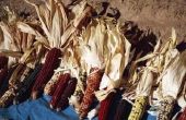 Hoe om te doden van de Bugs in gedroogde veld maïs