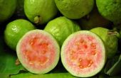 Soorten Guava bomen