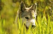 Interessante feiten over Baby wolven