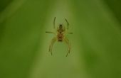 Zelfgemaakte Repellent Spider met plantaardige olie