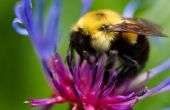 Welke kleur van bloemen worden bijen meest aangetrokken door?