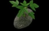 Hoe te planten van een boom Papaya