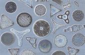 Wat zijn de verschillende soorten fytoplankton?