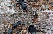 Hoe af te weren, grote zwarte mieren