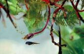 Wat eet kikkervisjes in een vijver?