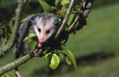 Waar wonen Opossum?