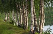 Rivier Birch Tree feiten