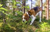 De behandeling van de ziekte van Lyme voor honden