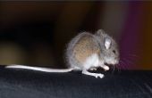 Hoe te houden van muizen uit huis isolatie
