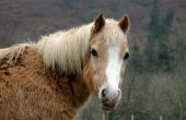 Haarverlies bij paarden