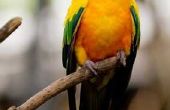 Routebeschrijving naar de veren op een Sun papegaaiachtigen Trim