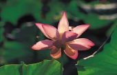 Verschillen tussen Lotus & waterlelies